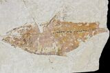 Bargain Fossil Fish (Knightia) - Wyoming #103896-1